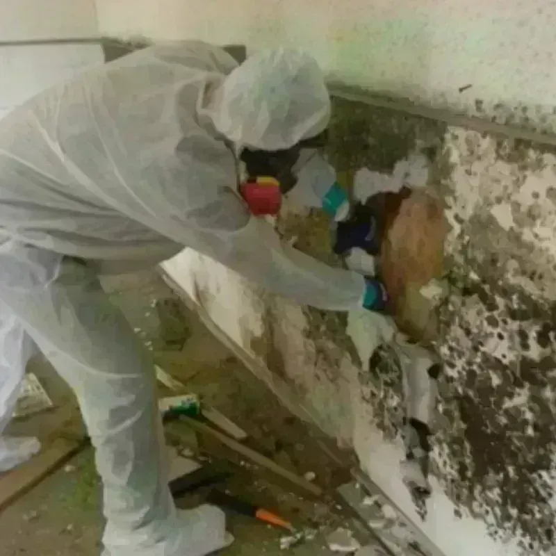 Mold Remediation and Removal in Hyde, PA